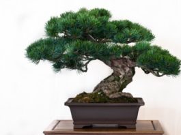 Bonsai 46 0 Bonsai 2